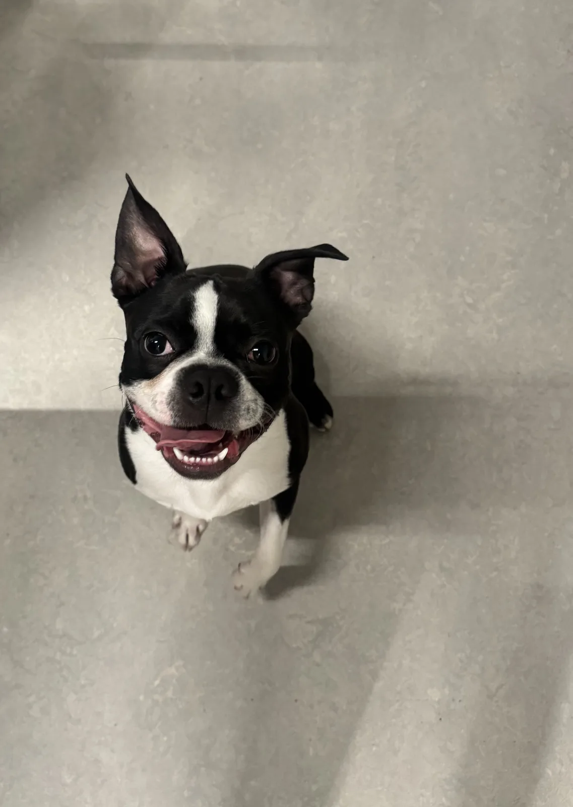 Chien assis apres le toilettage