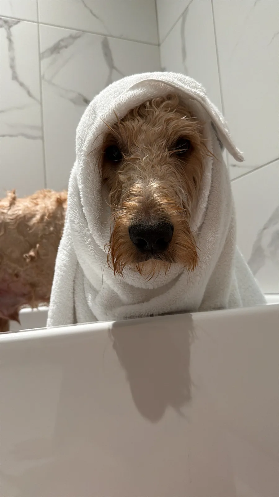 Chien enveloppe dans une serviette apres le bain