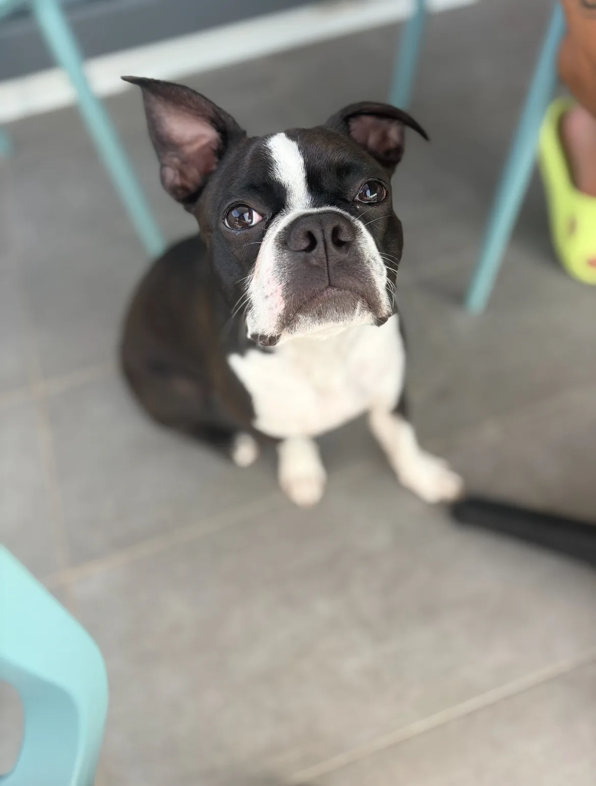 Chien qui regarde depuis le plancher du cafe