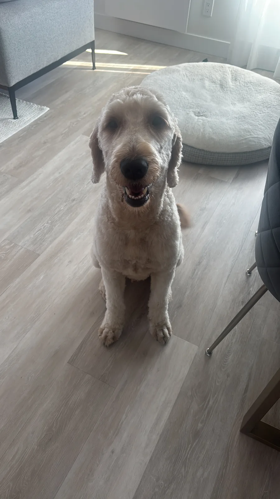 Chien debout dans la salle de garderie