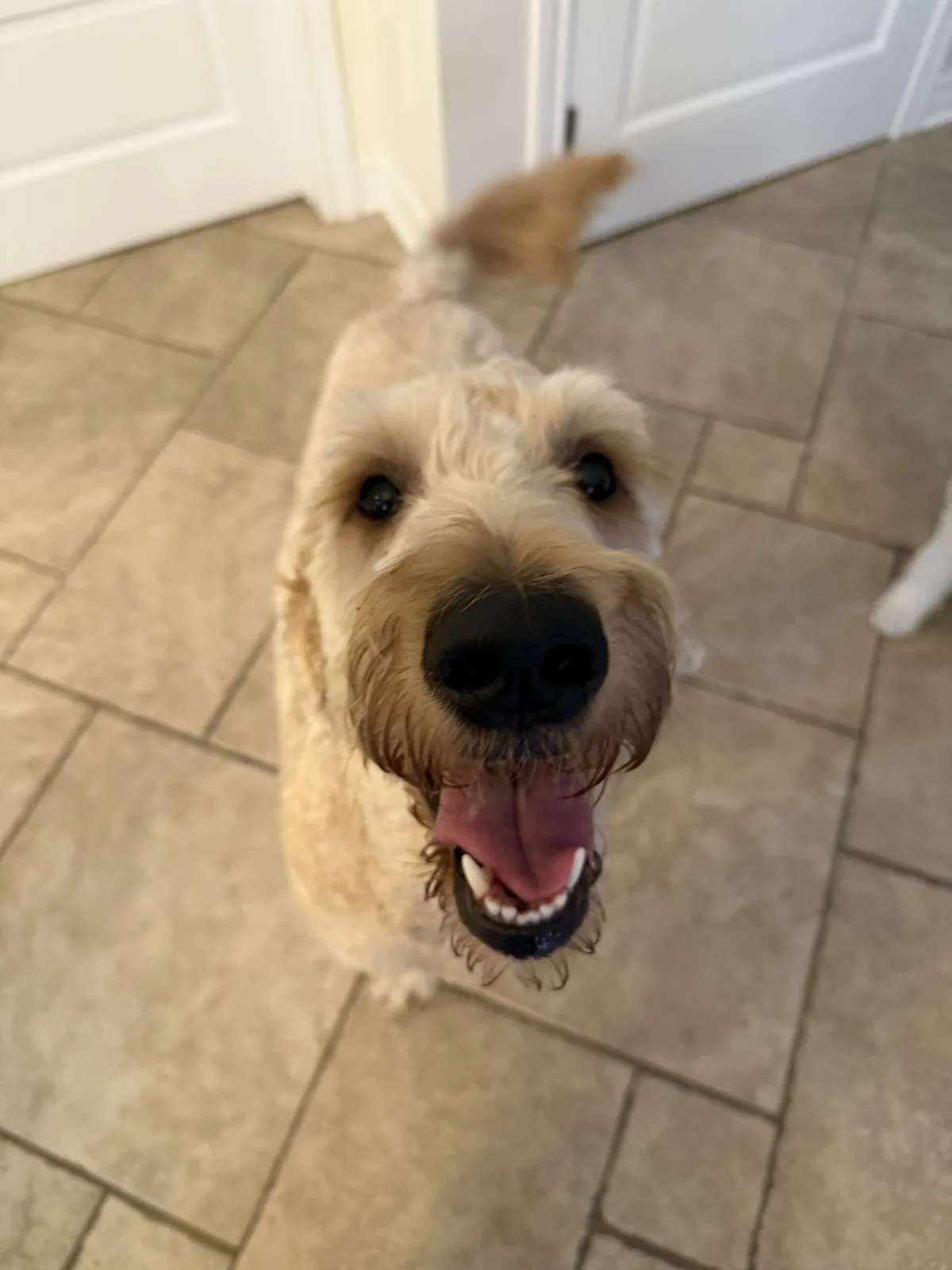 Chien dore souriant pres de la camera