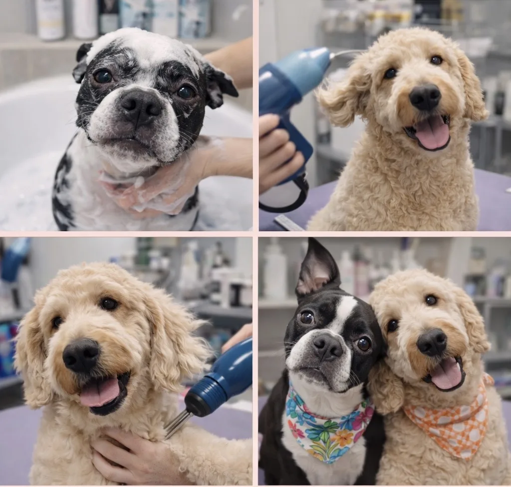 Collage de chiens pendant le toilettage
