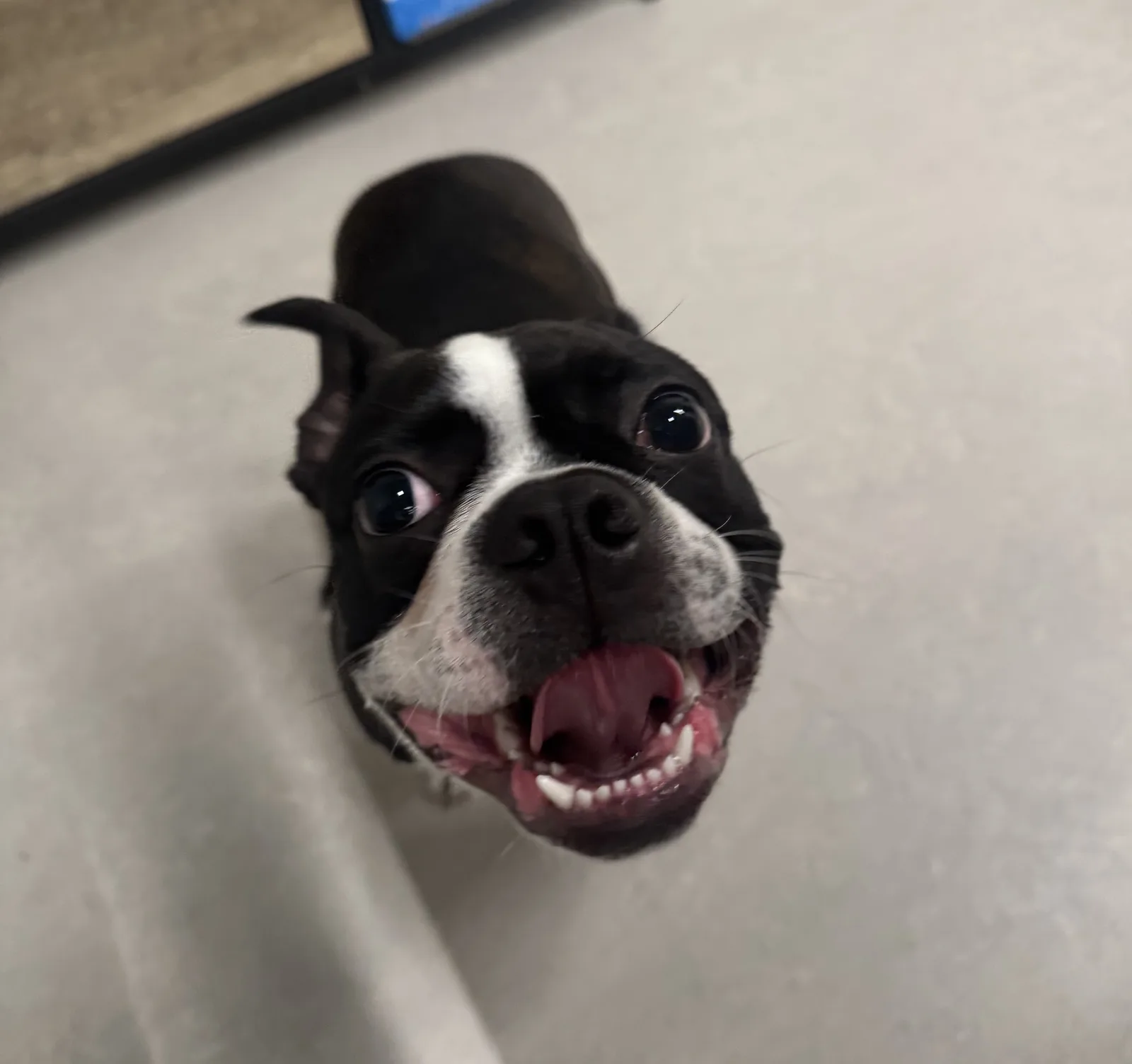 Boston terrier heureux qui regarde vers le haut