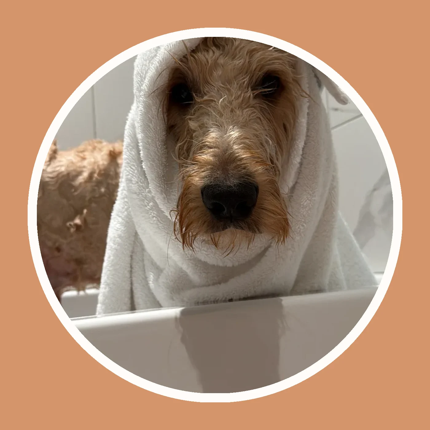 Chien apres le bain sur un fond caramel Museau