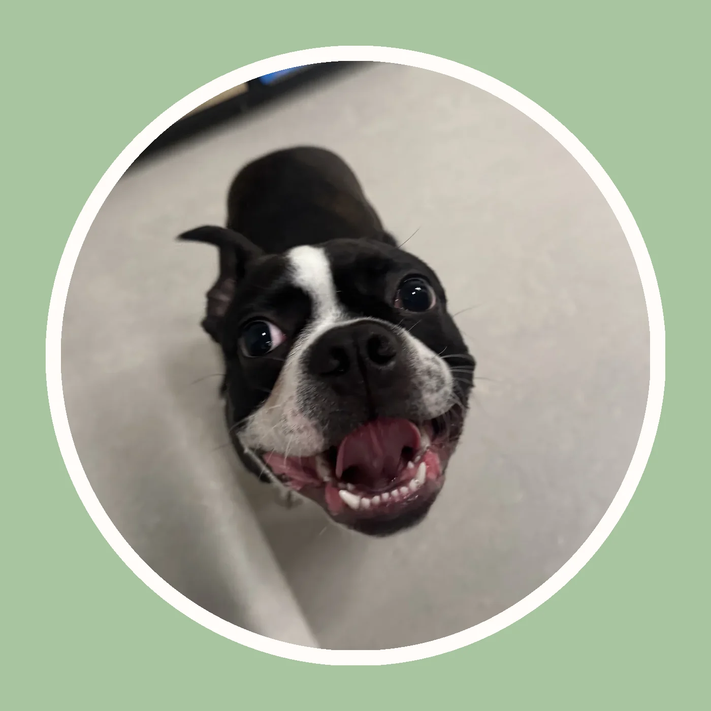 Boston terrier sur un fond sauge Museau