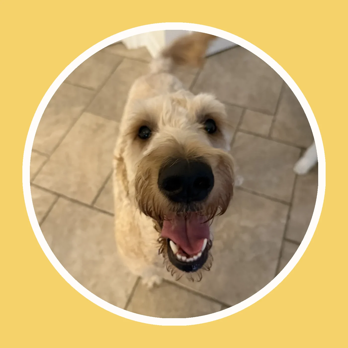Chien dore sur un fond jaune Museau